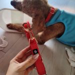 Vòng Cổ Chó Mèo Pawy - Luxwear Red photo review